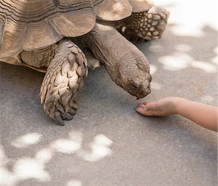 Young boy holding out hand to feed tortoise Foto de stock - Sin royalties Premium, Código: 614-08307586