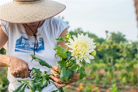 rural business owner - Senior female farmer pruning leaves from cut flower Stock Photo - Premium Royalty-Free, Code: 614-08307686