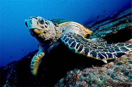 Large turtle resting on top of a wreck, oblivious to divers, Isla Mujeres, Mexico Foto de stock - Sin royalties Premium, Código: 614-08383499