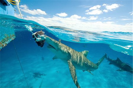 simsearch:6118-09112156,k - Underwater view of lemon shark near water surface eating bait hanging from boat, Tiger Beach, Bahamas Photographie de stock - Premium Libres de Droits, Code: 614-08383628