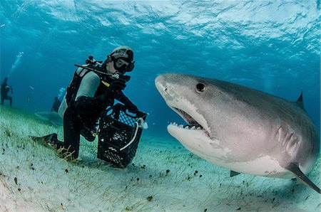 Underwater view of scuba diver on seabed feeding tiger shark, Tiger Beach, Bahamas Photographie de stock - Premium Libres de Droits, Code: 614-08383630