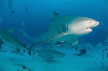 sharks - Underwater view of pregnant bull shark, Playa Del Carmen, Quintana Roo, Mexico Photographie de stock - Premium Libres de Droits, Code: 614-08383631