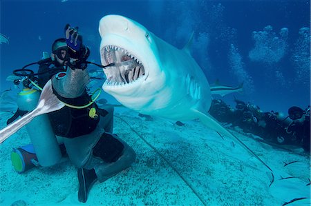 Dive master hand feeding female bull shark, Playa del Carmen, Quintana Roo, Mexico Fotografie stock - Premium Royalty-Free, Codice: 614-08383653