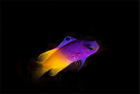 Underwater side view of royal gramma fish against dark background, Cancun, Mexico Stock Photo - Premium Royalty-Free, Code: 614-08383738