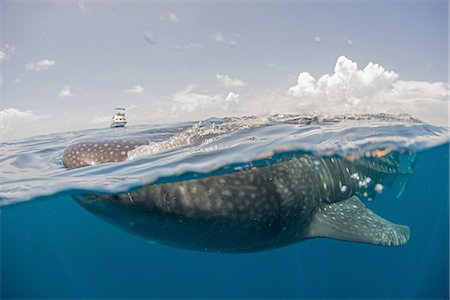 Whale shark feeding on the water surface, boat on horizon, Isla Mujeres, Mexico Foto de stock - Sin royalties Premium, Código: 614-08383739