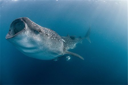 Underwater side view of whale shark feeding, mouth open, Isla Mujeres, Mexico Foto de stock - Sin royalties Premium, Código: 614-08383740