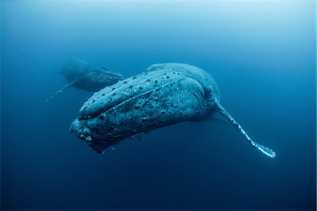 revillagigedo island - Underwater view of humpback whale, Revillagigedo Islands, Colima, Mexico Stock Photo - Premium Royalty-Free, Code: 614-08392601