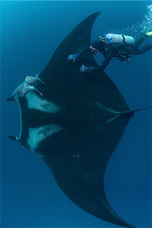 simsearch:649-08381487,k - Underwater view of diver touching giant pacific manta ray, Revillagigedo Islands, Colima, Mexico Stock Photo - Premium Royalty-Free, Code: 614-08392603