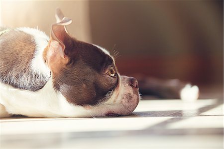 Boston Terrier puppy looking up at owner Foto de stock - Sin royalties Premium, Código: 614-08535601