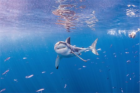 Underwater front view of great white shark looking at camera Stock Photo - Premium Royalty-Free, Code: 614-08535653