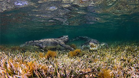 Underwater view of two crocodiles on reef, Chinchorro Banks, Mexico Stock Photo - Premium Royalty-Free, Code: 614-08535908