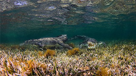 simsearch:614-08720852,k - Underwater view of two crocodiles on reef, Chinchorro Banks, Mexico Stock Photo - Premium Royalty-Free, Code: 614-08535908