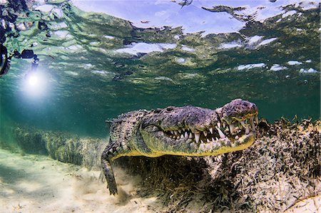 Underwater view of crocodile on seabed, Chinchorro Banks, Mexico Stock Photo - Premium Royalty-Free, Code: 614-08535910