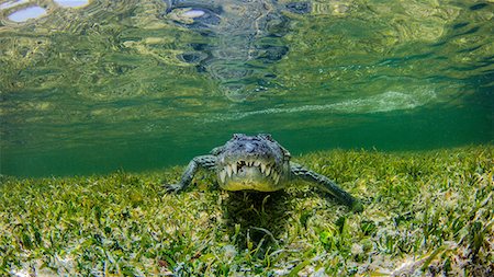 Underwater view of crocodile on reef, Chinchorro Banks, Mexico Stock Photo - Premium Royalty-Free, Code: 614-08535911