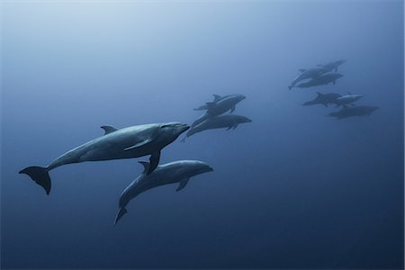 simsearch:614-08535980,k - Family of Bottlenose Dolphin (Tursiops Truncatus) swimming up from deep blue Foto de stock - Sin royalties Premium, Código: 614-08535977