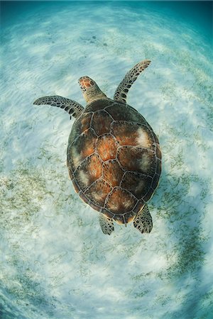 Green Turtle (Chelonia Mydas) looks for seagrass foraging grounds in the shallows of Akumal Bay, Mexico Photographie de stock - Premium Libres de Droits, Code: 614-08535987