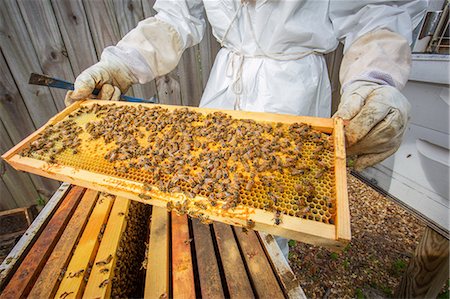 simsearch:614-08826897,k - Beekeeper holding hive frame with bees, mid section Stock Photo - Premium Royalty-Free, Code: 614-08544789