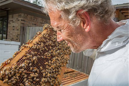 simsearch:614-08826897,k - Beekeeper examining hive frame Stock Photo - Premium Royalty-Free, Code: 614-08544794