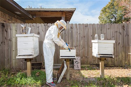 simsearch:614-08826897,k - Beekeeper removing frame from beehive Stock Photo - Premium Royalty-Free, Code: 614-08544795