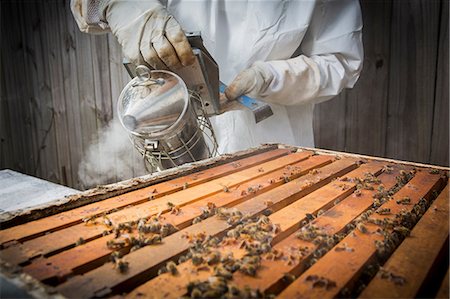 simsearch:614-08826902,k - Beekeeper smoking bees in hive, mid section Foto de stock - Sin royalties Premium, Código: 614-08544792