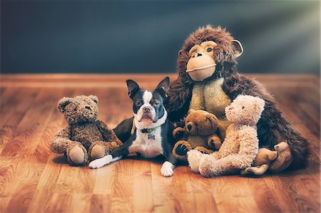 dogs lying down - Boston terrier puppy among stuffed toys on wooden floor Foto de stock - Sin royalties Premium, Código: 614-08544802