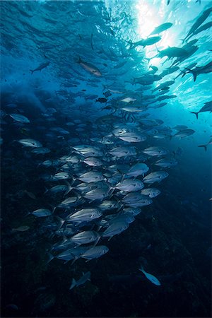 simsearch:649-08924536,k - Underwater view of shoal of horse-eye jack (caranx latus) Roca partida, Revillagigedo, Colima, Mexico Photographie de stock - Premium Libres de Droits, Code: 614-08545045