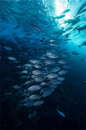 simsearch:614-09110964,k - Underwater view of shoal of horse-eye jack (caranx latus) Roca partida, Revillagigedo, Colima, Mexico Stock Photo - Premium Royalty-Free, Code: 614-08545045