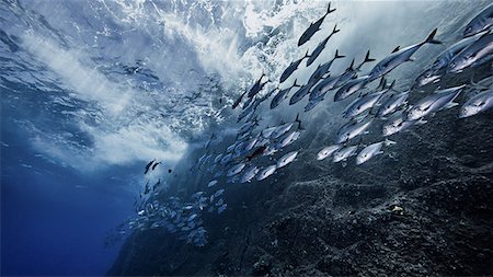 School of fish at Roca Partida pinnacle, Socorro, Mexico Foto de stock - Sin royalties Premium, Código: 614-08578249