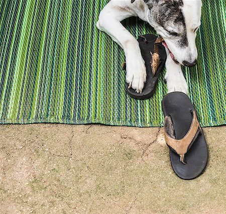 puppy not studio nobody - Great dane and pit bull mix chewing on flipflop Stock Photo - Premium Royalty-Free, Code: 614-08578660