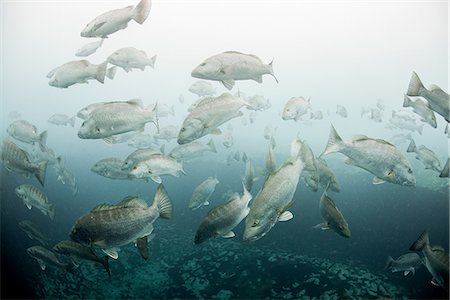 Cubera snappers (Lutjanus cyanopterus) gather around underwater freshwater springs, Sian Kaan biosphere reserve, Quinta Roo, Mexico Stock Photo - Premium Royalty-Free, Code: 614-08578735