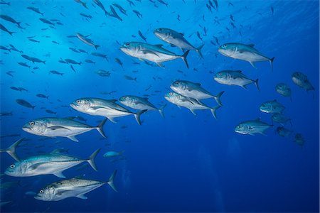 Underwater view of school of one eyed jacks (Caranx sexfasciatus), San Benedicto, Colima, Mexico Stockbilder - Premium RF Lizenzfrei, Bildnummer: 614-08578737