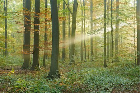 dreamy - Sunlight in Sonian Forest, Brussels, Belgium Stock Photo - Premium Royalty-Free, Code: 614-08578835