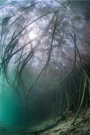 Underwater view of mangrove forest, Sian Kaan biosphere reserve, Quintana Roo, Mexico Stock Photo - Premium Royalty-Free, Code: 614-08641453