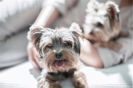 Pet dogs and owner lying on sofa Foto de stock - Sin royalties Premium, Código: 614-08641533