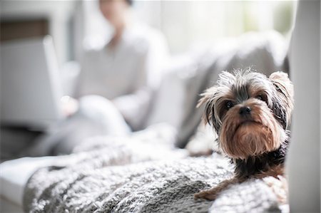 Pet dog on sofa, owner in background Fotografie stock - Premium Royalty-Free, Codice: 614-08641542