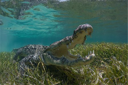 Underwater view of American crocodile (crodoylus acutus) in shallow waters of Chinchorro Atoll Biosphere Reserve, Quintana Roo, Mexico Photographie de stock - Premium Libres de Droits, Code: 614-08641694