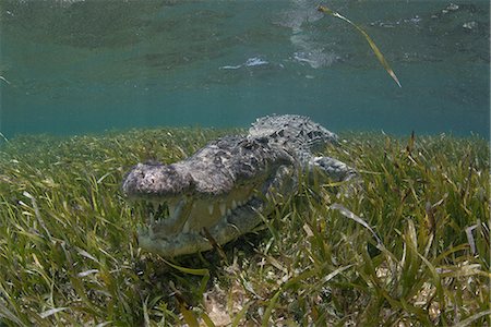 Underwater view of American crocodile (crodoylus acutus) in shallow waters of Chinchorro Atoll Biosphere Reserve, Quintana Roo, Mexico Stock Photo - Premium Royalty-Free, Code: 614-08641695