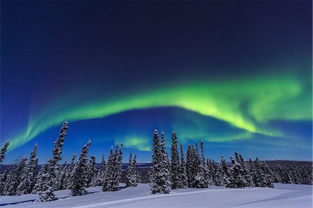 fir trees - Aurora borealis, Northern Lights above tent lit up with lantern, near Chena Resort, near Fairbanks, Alaska Foto de stock - Sin royalties Premium, Código: 614-08641773