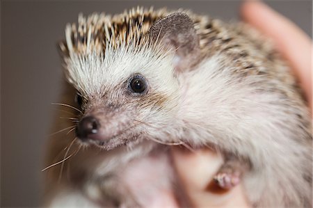 Close up of person holding hedgehog Stock Photo - Premium Royalty-Free, Code: 614-08685041