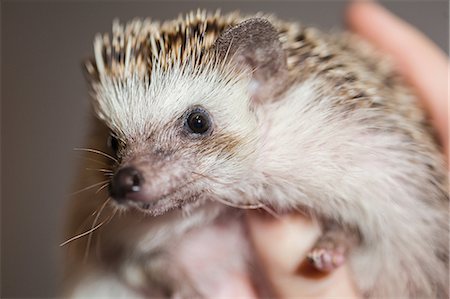 Close up of person holding hedgehog Foto de stock - Sin royalties Premium, Código: 614-08685041