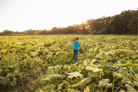 potiron - Young boy in pumpkin patch, carrying pumpkin, rear view Photographie de stock - Premium Libres de Droits, Code: 614-08685062
