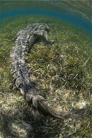 seagrass - American crocodile (Crocodylus Acutus) crawls in shallows, Chinchorro Atoll, Mexico Stock Photo - Premium Royalty-Free, Code: 614-08685089
