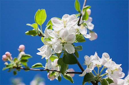 Close-up of white Prunus x eminens (Crimson Passion) - Dwarf sour cherry tree blossoms against blue sky in spring Stock Photo - Premium Royalty-Free, Code: 614-08685245