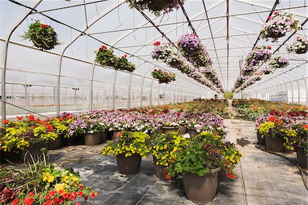 Commercial greenhouse with rows of mixed flowering plants - Petunias in hanging baskets, red Pelargonium and Geraniums in containers Stock Photo - Premium Royalty-Free, Code: 614-08685256