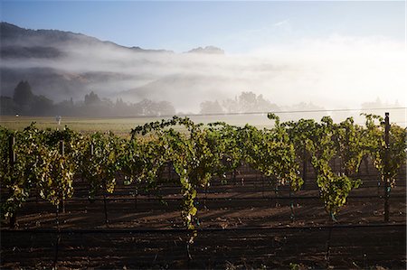 Rows on grape vines in vineyard, California, USA Foto de stock - Royalty Free Premium, Número: 614-08685278