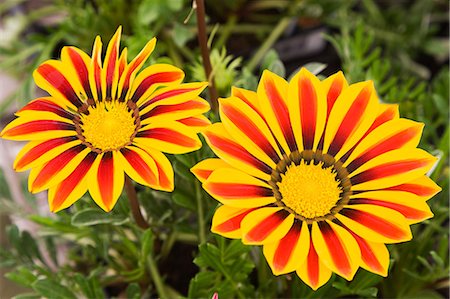 flower head - Close up of gazania flowers Photographie de stock - Premium Libres de Droits, Code: 614-08726396