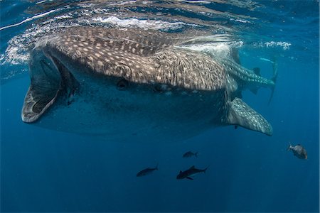 Whale shark (Rhincodon Typus) feeding in water, Contoy Island, Mexico Stock Photo - Premium Royalty-Free, Code: 614-08726416