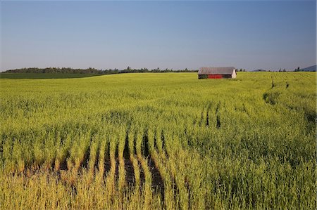food production - Cabin in barley field, Saint-Jean, Ile d'Orleans, Quebec, Canada Stock Photo - Premium Royalty-Free, Code: 614-08720645