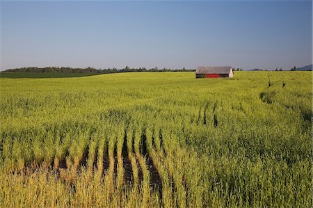 quebec barn - Cabin in barley field, Saint-Jean, Ile d'Orleans, Quebec, Canada Stock Photo - Premium Royalty-Free, Code: 614-08720645