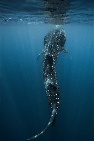 Large whale shark (Rhincodon typus) feeding on fish eggs at sea surface, Isla Mujeres, Mexico Photographie de stock - Premium Libres de Droits, Code: 614-08720845